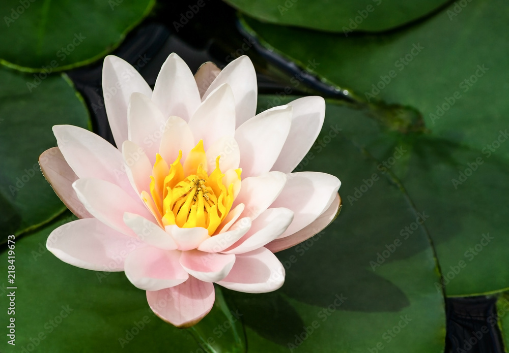white and pink with a yellow lotus core surrounded by aquatic plants in the water, sunlight illuminates the plant, a beautiful flower in the summer, white and pink with a yellow lotus core surrounded by aquatic plants in the water, sunlight illuminates the plant, a beautiful flower in the summer,