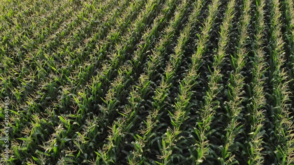 Aerial Video of Large Cornfield at Sunset with Lens Flare Aerial Video of Large Cornfield at Sunset with Lens Flare