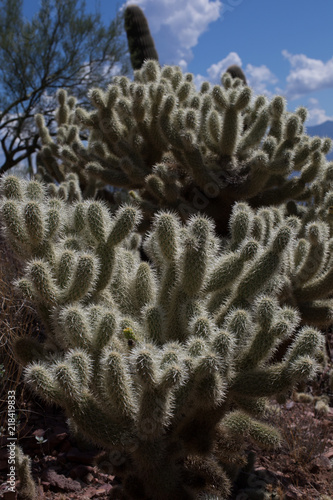 several fuzzy cactus