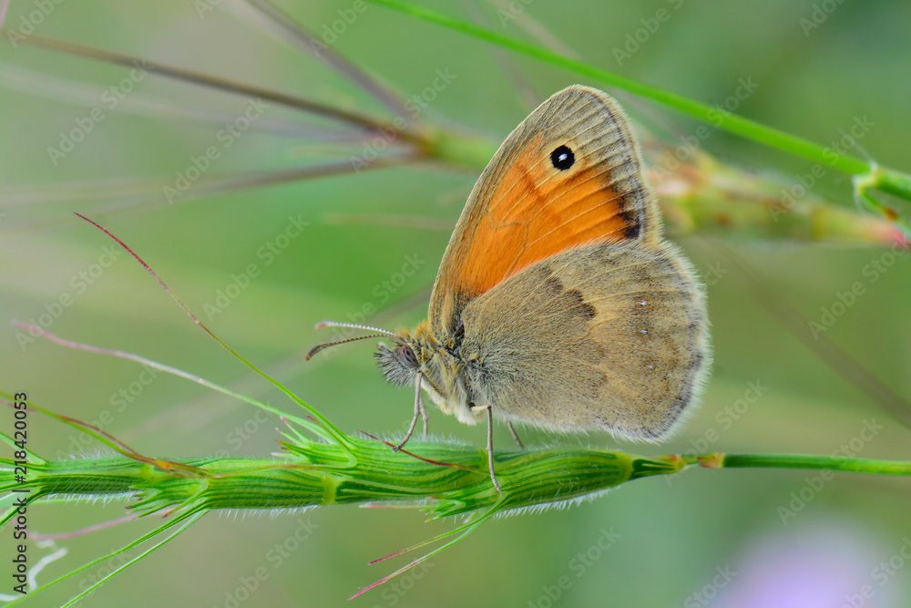 Satyridae / Küçük Zıpzıp Perisi / / Coenonympha pamphilus Satyridae / Küçük Zıpzıp Perisi / / Coenonympha pamphilus