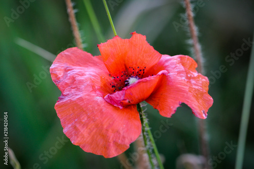 Fototapeta Naklejka Na Ścianę i Meble -  Mohnblume im Gras 