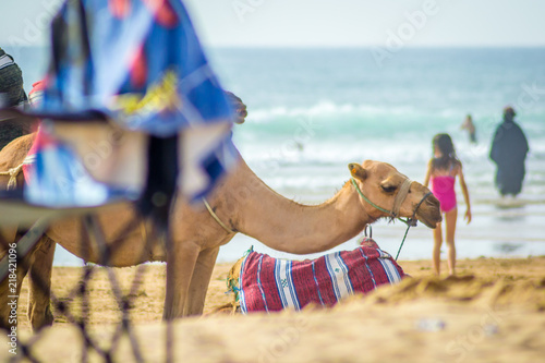 Tangier camel beach and waves and rocks