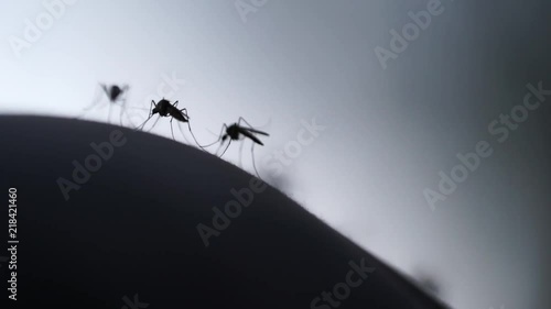 set of mosquitoes close-up. Mosquito net against mosquitoes