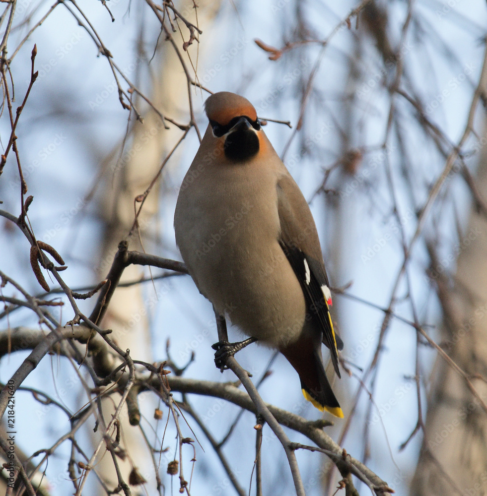 waxwing, unique bird 