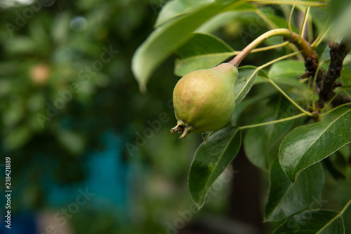 Not a ripe pear on a tree branch in the garden. A green pear with a red barrel is hanging on the right on a colorful fuzzy background.Space for text.