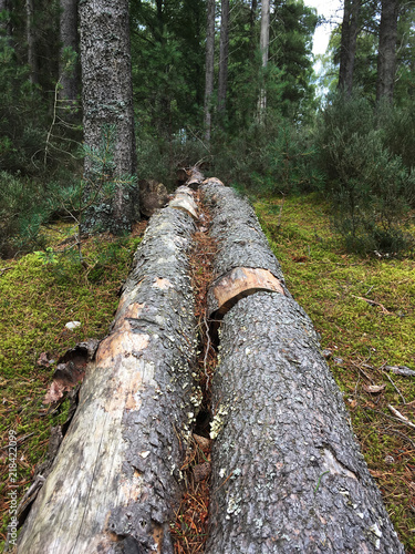 Fallen trees in the forest