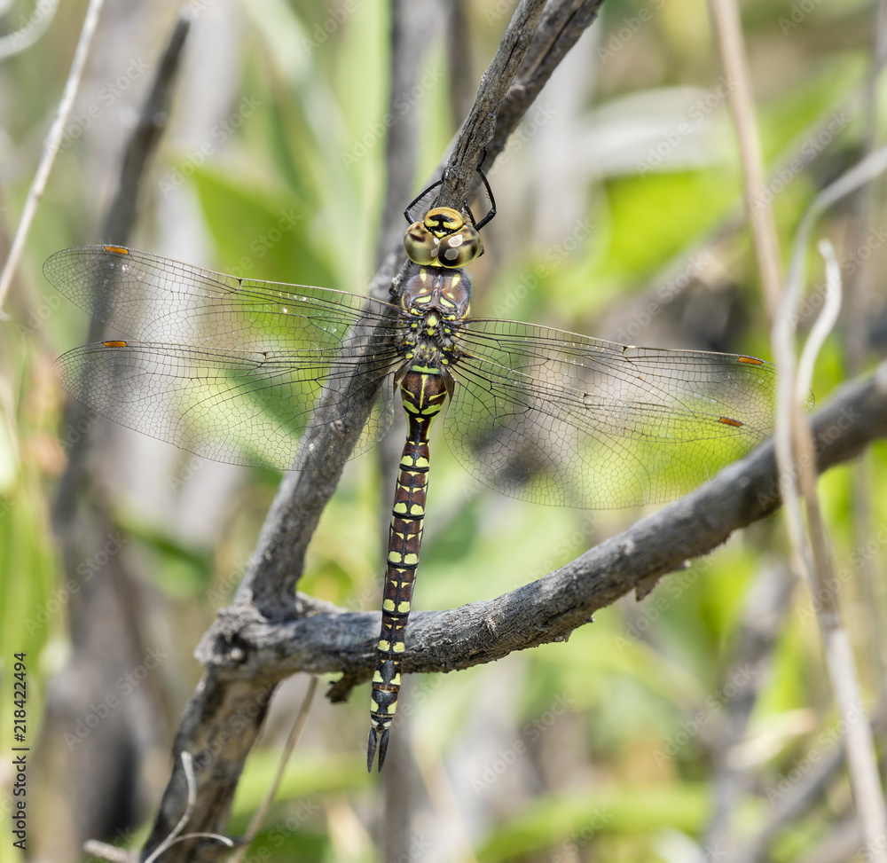 Paddle-tailed Darner (Aeshna palmata) Hanging from a Tree Limb in the Shade During the Heat of the Day in Colorado Paddle-tailed Darner (Aeshna palmata) Hanging from a Tree Limb in the Shade During the Heat of the Day in Colorado