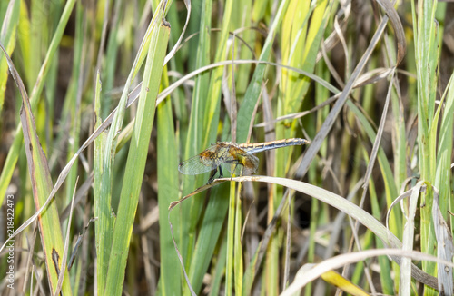 Band-winged Meadowhawk (Sympetrum semicinctum) Perched on a Branch in a Meadow in Colorado