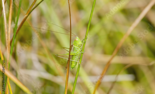 Macro of Common Meadow Katydid (Orchelimum vulgar) with Astonishing Long Antennae Perched on a Blade of Grass in a Meadow in Colorado