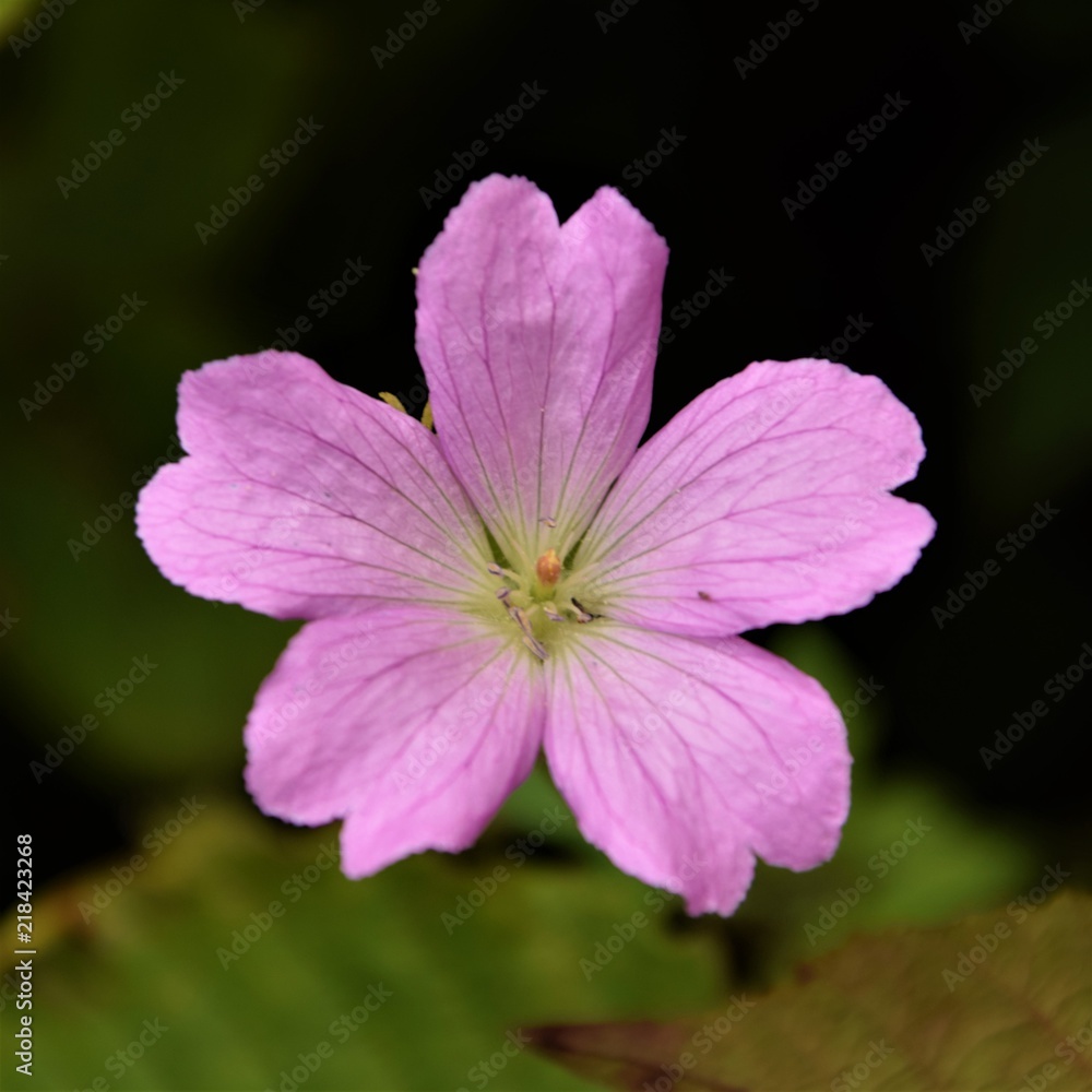 purple flower blossom close up selective focus blurred natural background purple flower blossom close up selective focus blurred natural background