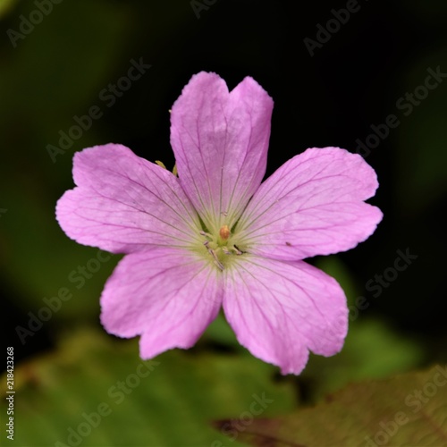 purple flower blossom close up selective focus blurred natural background © PhotobyLaurentiu