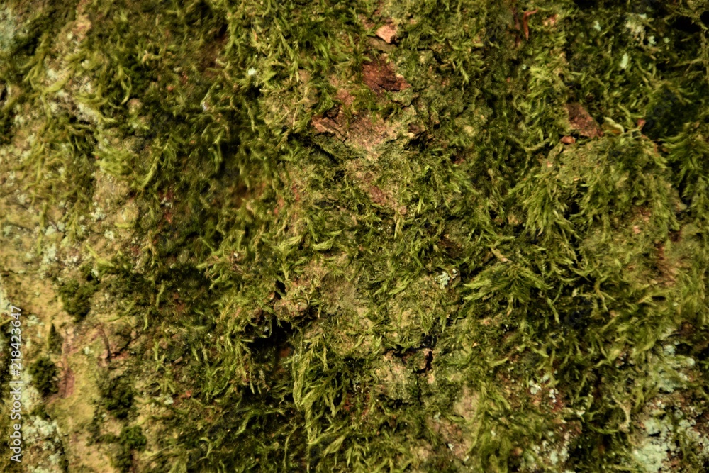 Obraz premium Tree bark texture