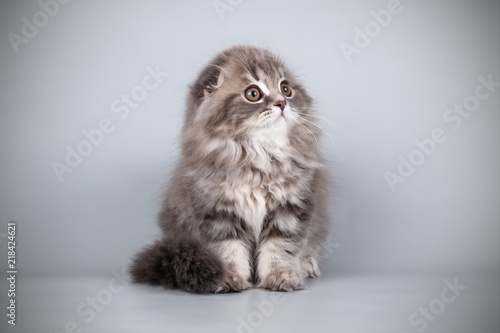 scottish fold longhair cat on colored backgrounds