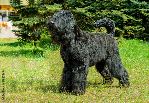 Giant Schnauzer ready. The Giant Schnauzer stands on the green grass in city park.