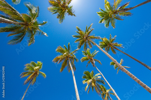 Branches of coconut palms under blue sky. Punta Cana Dominican Republic