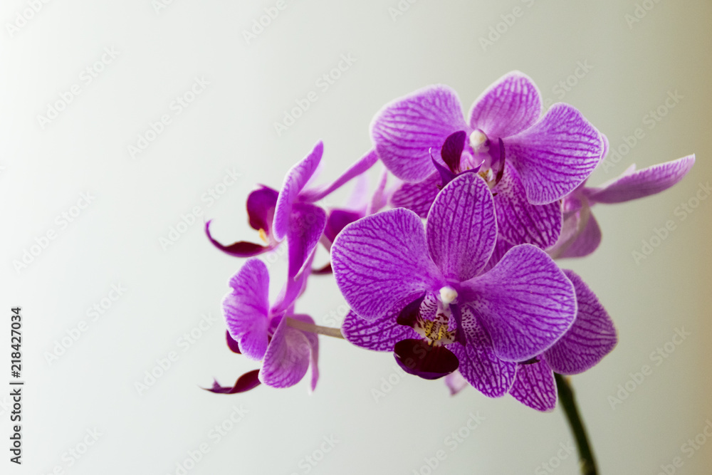 A closeup shot of a beautiful and colorful lila orchid with a blurred green background. A closeup shot of a beautiful and colorful lila orchid with a blurred green background.
