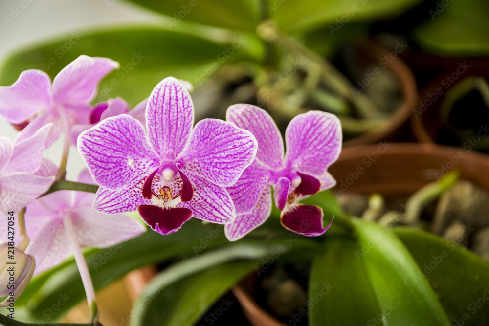 A closeup shot of a beautiful and colorful lila orchid with a blurred green background. A closeup shot of a beautiful and colorful lila orchid with a blurred green background.
