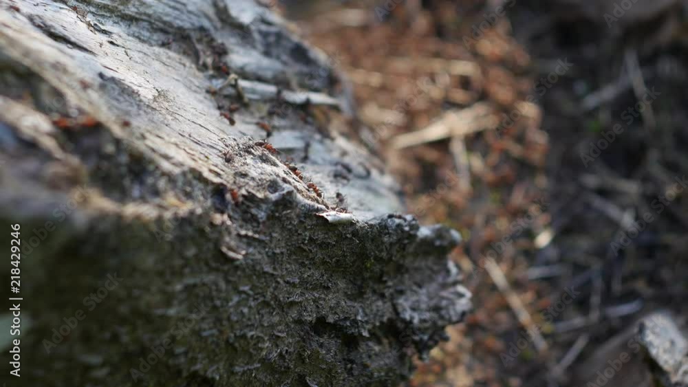 Ants crawl on a stump in front of an anthill Ants crawl on a stump in front of an anthill
