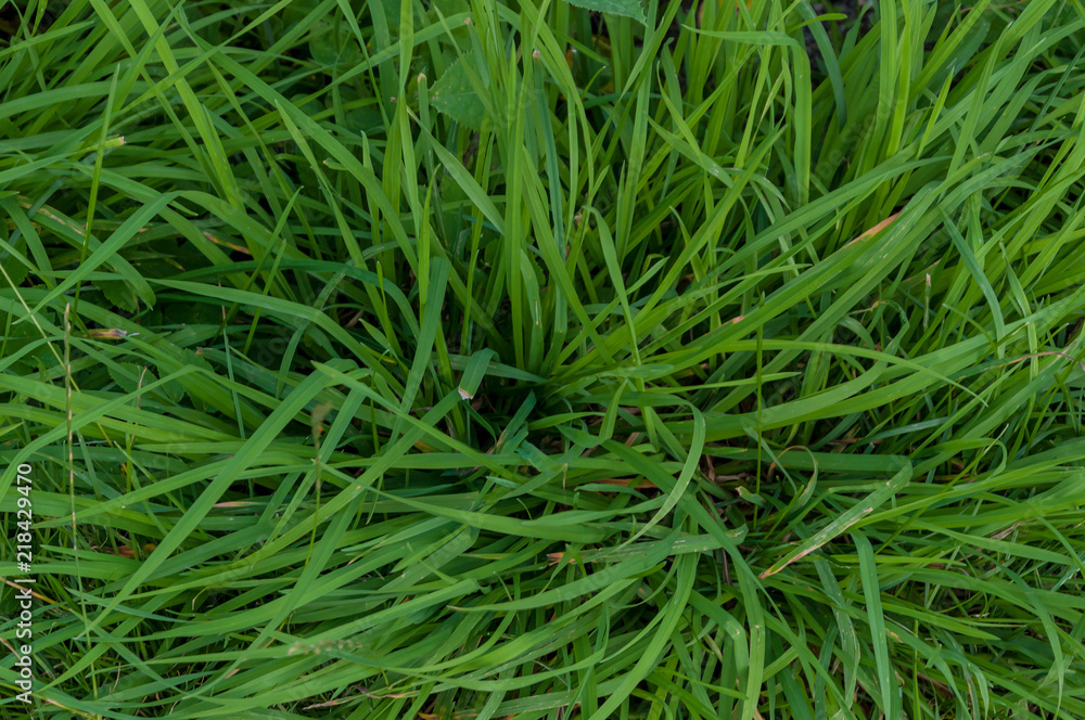 grass in nature background and texture natural summer grass in nature background and texture natural summer