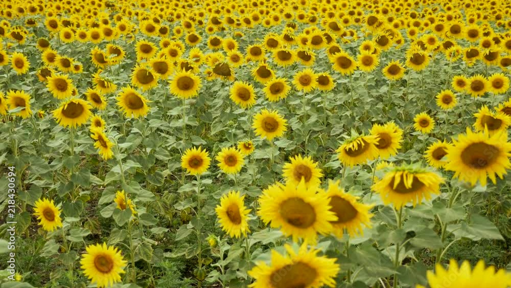 field with yellow sunflowers field with yellow sunflowers