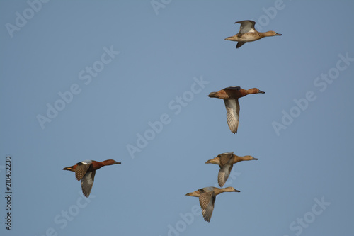 Wild cinnamon teal ducks in blue sky