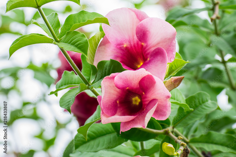 Beautiful allamanda flower, Purple allamanda flower Beautiful allamanda flower, Purple allamanda flower