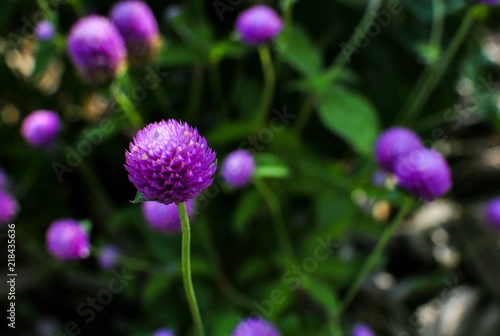 Beautiful Single-Focused Purple Allium
