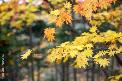 Yellow maple leaves border at autumn forest, blurred background. Season changing. A tree branch of maple, fall.