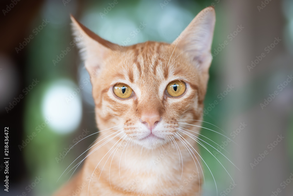 Portrait of ginger cat looking at camera
