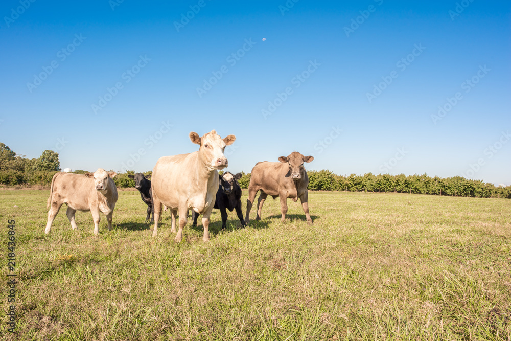 Curious cows in a field in rural southern america. Curious cows in a field in rural southern america.