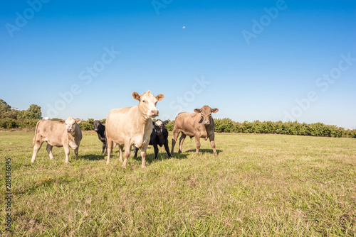 Wallpaper Mural Curious cows in a field in rural southern america. Torontodigital.ca