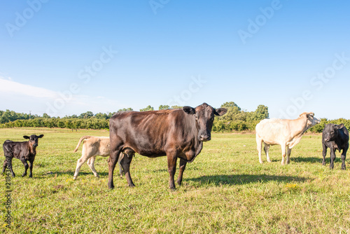Curious cows in a field in rural southern america. © Page Light Studios
