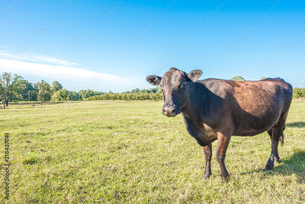One lone black cow looking at the camera, close up in a beautiful pasture.