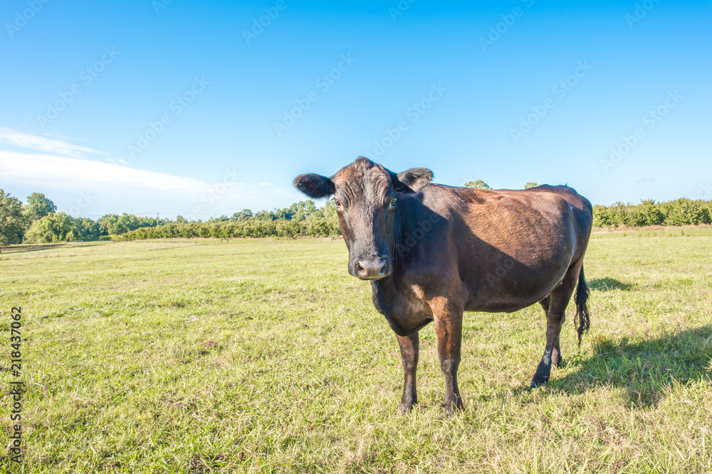One lone black cow looking at the camera, close up in a beautiful pasture.