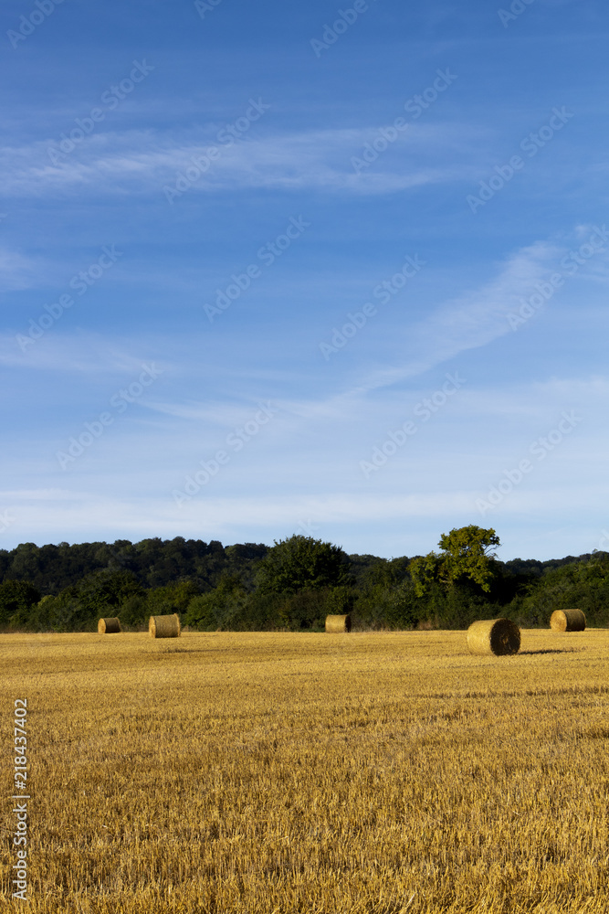 Fototapeta premium Livestock winter feed bales of hay in farmland field in rural Hampshire