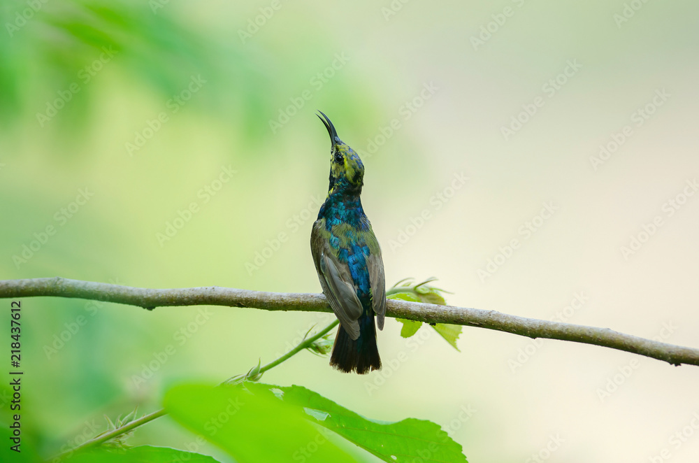 Fototapeta premium Olive-backed Sunbird on branch in nature