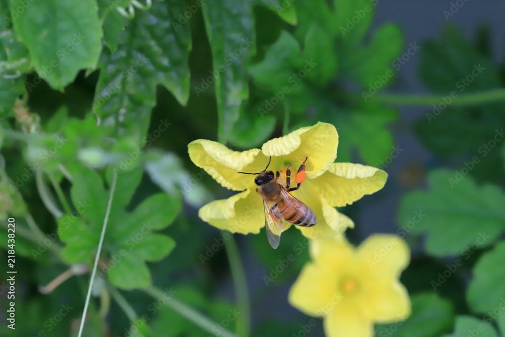 bee bee