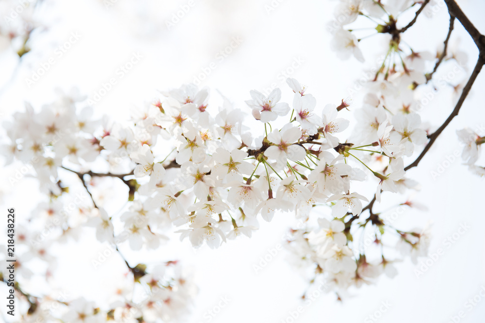 Beautiful cherry blossom in spring time over sky. Beautiful cherry blossom in spring time over sky.