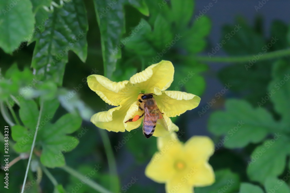 bee bee