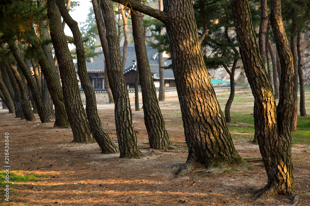 Pine Tree Forest in the Gyeongju, Korea. Pine Tree Forest in the Gyeongju, Korea.