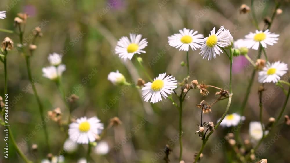 Motion picture of Chamomile humbling in the wind. Potentially used for alternative herbal remedies such as tea. Motion picture of Chamomile humbling in the wind. Potentially used for alternative herbal remedies such as tea.