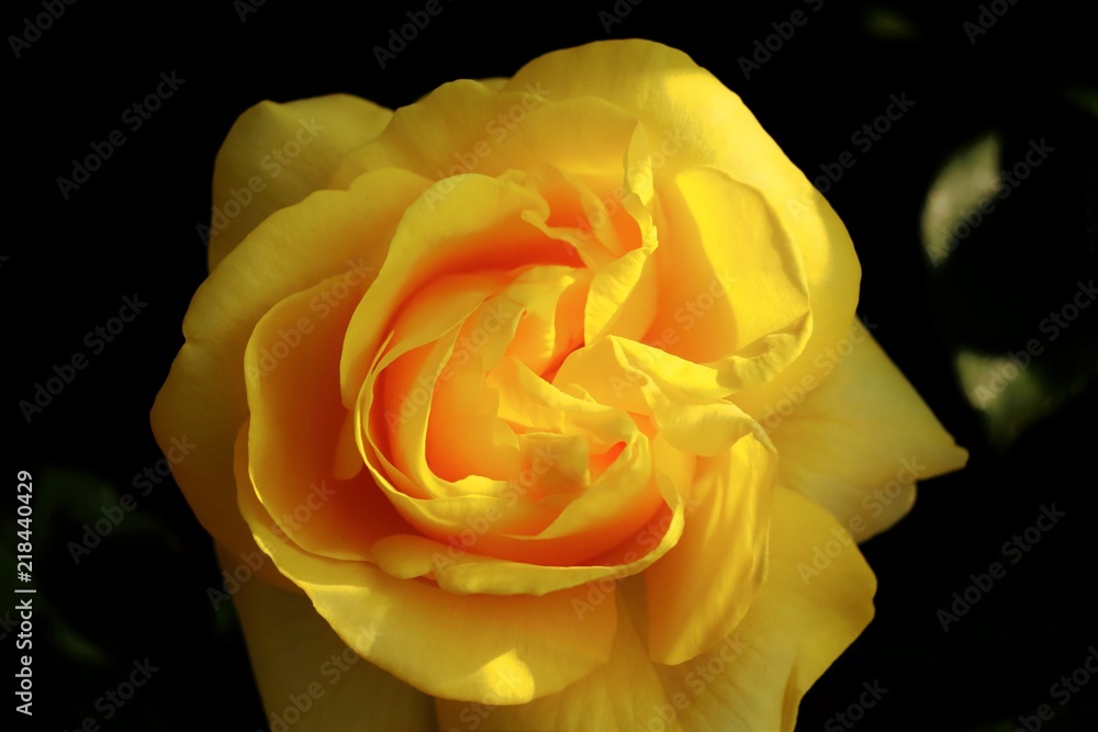 黄色の薔薇 黄色の薔薇