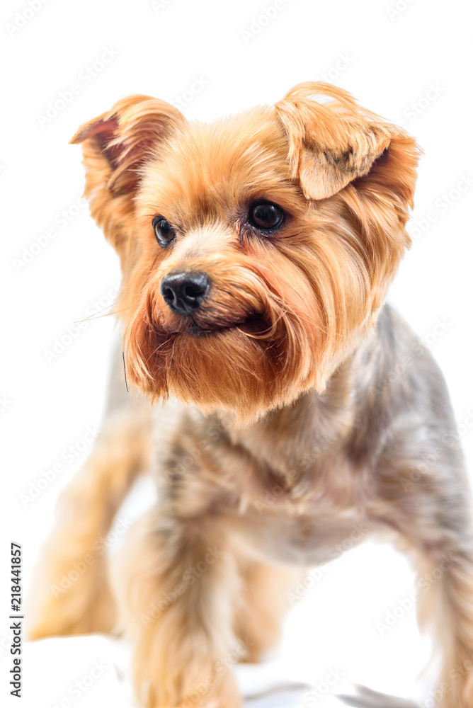 yorkshire terrier isolated on white background