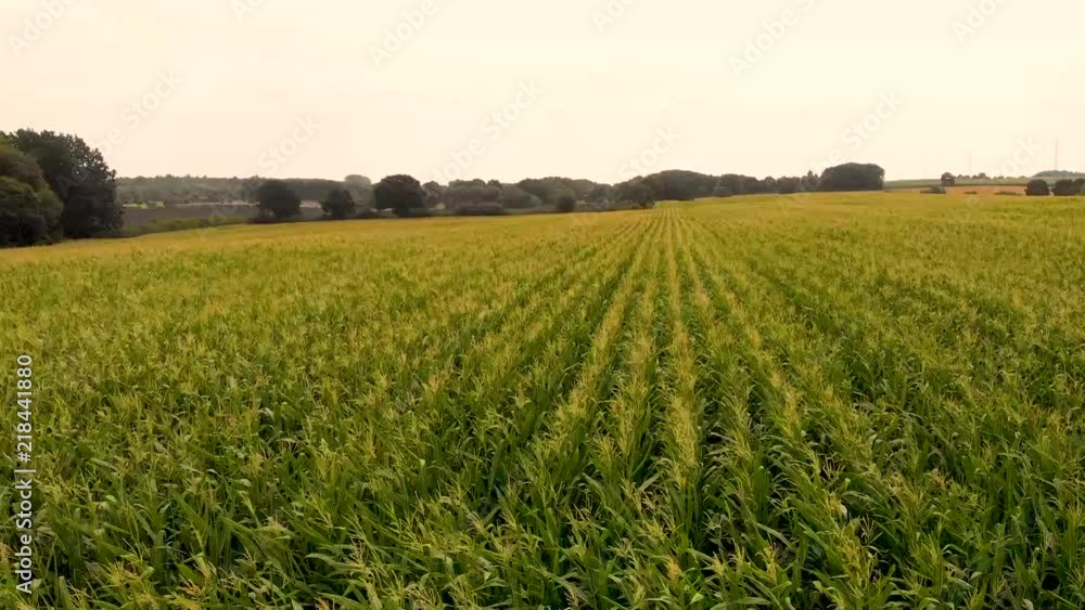 a blowing cornfield in the midsummer a blowing cornfield in the midsummer