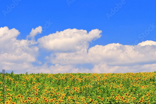 向日葵の群生