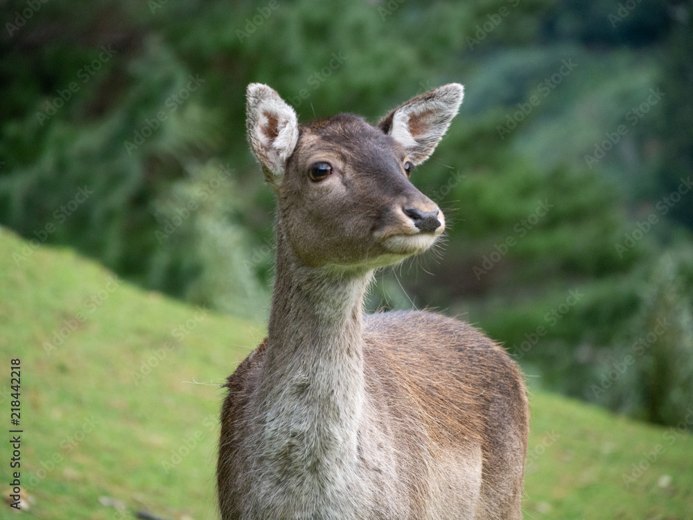 Young Fallow Deer looking up 