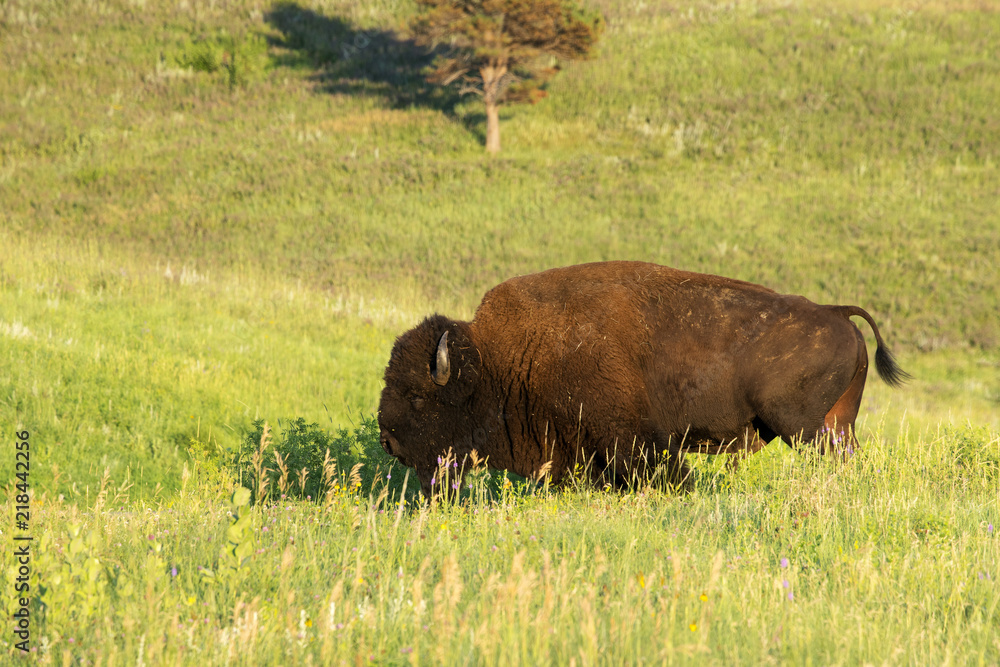 Bison 