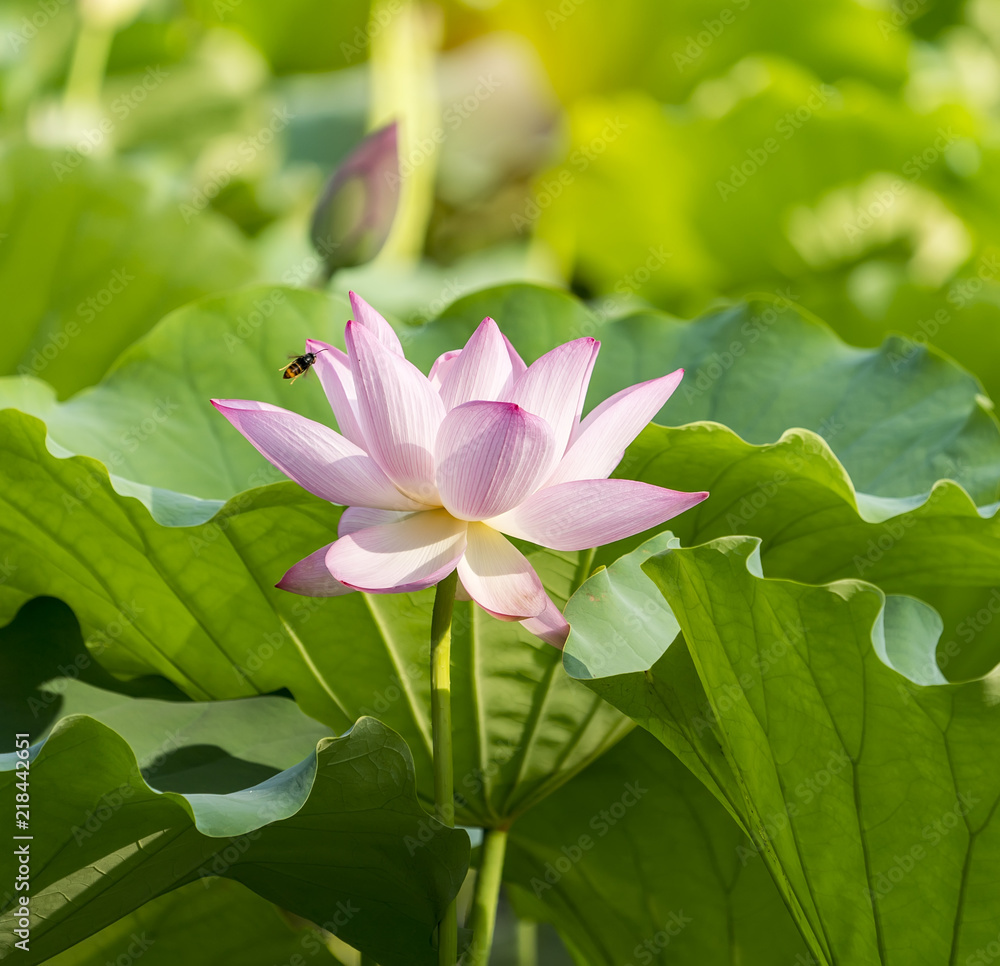 Lotus flower and Lotus flower plants Lotus flower and Lotus flower plants