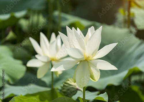 White lotus flower