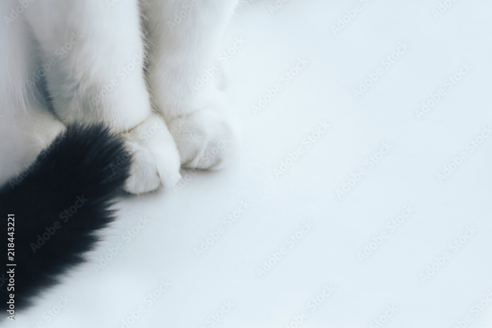 Fototapeta premium White cat paws and tail close up on a white background